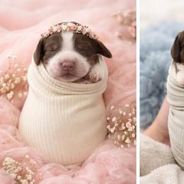 English Springer Spaniel puppies from LeeCo. Springers