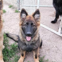 German Shepherds from Adorable German Shepherds