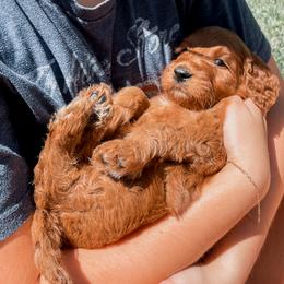 Irish Doodle Puppies from Foxrun Litters