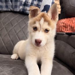 Aspen - Chocolate female Pomsky puppy in Harrodsburg, Kentucky from KY Pomsky Paws