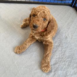 Goldendoodle Puppies from Fenna’s Goldendoodles