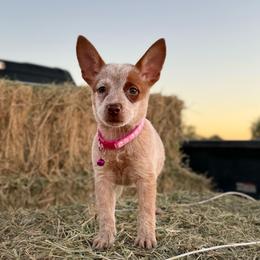 Chai - Red speckled female Australian Cattle Dog puppy in Tucson, Arizona from Soqui Ortiz Cattle Ranch