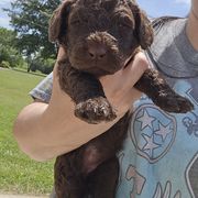 Coco - female Newfypoo puppy in Mckenzie, Tennessee from Small Town Doodles & Poodles