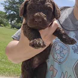 Coco - female Newfypoo puppy in Mckenzie, Tennessee from Small Town Doodles & Poodles