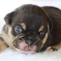 Boss - Black tri-color male Bulldog puppy in Winnsboro, Texas from JP Ranch Bulldogs