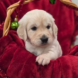 River (blue collar) - Light golden male Golden Retriever puppy in Sacramento, California from Creamy Retrievers