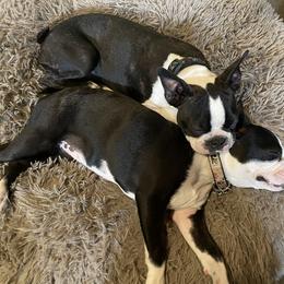 Boston Terrier Puppies from So Cal Boston’s