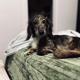Dachshund All Grown Up from Lone Star Longhair Dachshunds