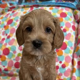 Girl 2 - female Cockapoo puppy in Roseville, California from Darby Park Doodles