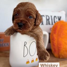 Whiskey - Red male Cavapoo puppy in Mesa, Arizona from Pedersendoodles