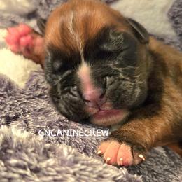Lyra - Fawn female Boxer puppy in New Stanton, Pennsylvania from GN Canine Crew