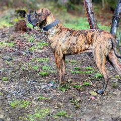 Molosser (Bully x) Puppies from Riot River Mastiffs