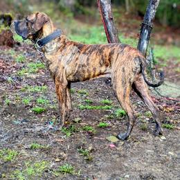 Molosser (Bully x) Puppies from Riot River Mastiffs