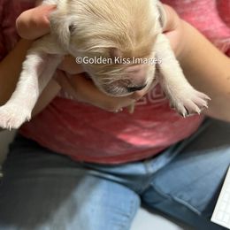 Golden Retriever Puppies from Golden Kiss Retrievers
