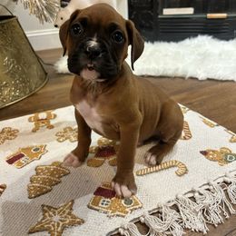 Male 2 - Fawn male Boxer puppy in Prestonsburg, Kentucky from Bre’s Boxers