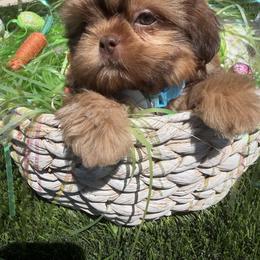Flame - Red male Shih Tzu puppy in Coolidge, Arizona from Shih Tzu’s  ‘N’ Love