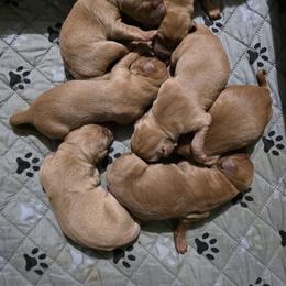 Girl 5 - Yellow female Labrador Retriever puppy in Grand Rivers, Kentucky from Big Water Dreams Retrievers