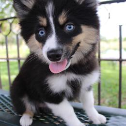 Panda - Tri-color female Pomsky puppy in Lauderhill, Florida from Your Friend Seamus' Studds