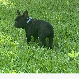 French Bulldog Puppies from Debbie Beck