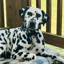Miley - Dalmatian