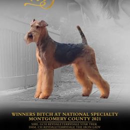 Ally - Airedale Terrier