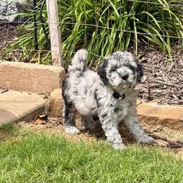 Salem- yellow girl - Blue merle female Aussiedoodle puppy in Midlothian, Texas from Gray Doodles