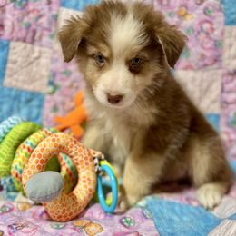Tri female 2 - Red tri-color female Australian Shepherd puppy in Lemon Cove, California from Magic Ranch Mini Aussies