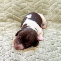 Pixie - Piebald female Dachshund puppy in Gentry, Arkansas from Sweet As Pie Doxies