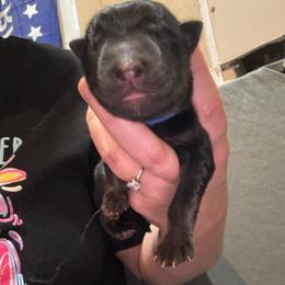 River - Black and tan male German Shepherd puppy in Barnhart, Missouri from Combat Creek German Shepherds