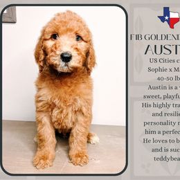 Austin - Red  male Goldendoodle puppy in Hilton, New York from The House of Goldendoodle