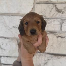 Cash - Chocolate male Dachshund puppy in Troup, Texas from East Texas Dachshunds