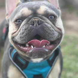 French Bulldogs from WYOKIE Frenchies