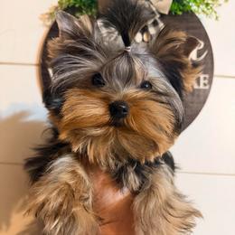 Bella - Blue and gold female Yorkshire Terrier puppy in Daggett, Michigan from Hetzel’s Enchanted Yorkies (Michigan)