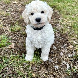 Goldendoodle Puppies from Lykeable Farms