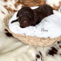 Bluey - Chocolate female Goldendoodle puppy in Taylorsville, Georgia from Sweet Southern Doodles