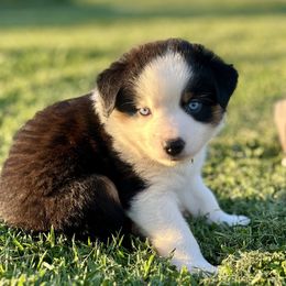 Stitch - Black tri male Miniature Australian Shepherd puppy in Lincoln, California from Country Dreams Mini Aussies