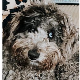 Myla - Aussiedoodle