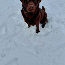 Dilute Retriever and Labrador Retriever Puppies from SmoKy Hills Labradors
