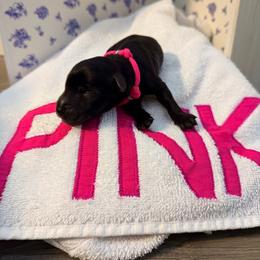 Rom-Com - Blue and black female Kerry Blue Terrier puppy in St. Louis, Missouri from Green Lantern Kerry Blue Terriers