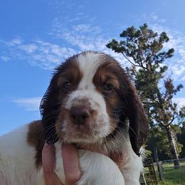 Jasper - Liver and white male English Springer Spaniel puppy in Hephzibah, Georgia from Sidel's Springers
