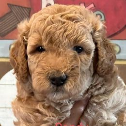 Goldendoodles from Goldendoodles Jubilee
