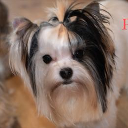 Peaches - Yorkshire Terrier