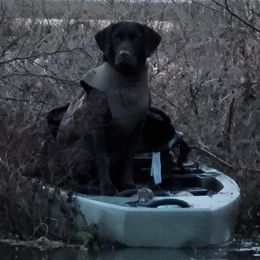 Labradoodles and Labrador Retrievers from AAA Ranch