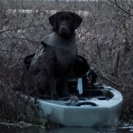 Labradoodles and Labrador Retrievers from AAA Ranch