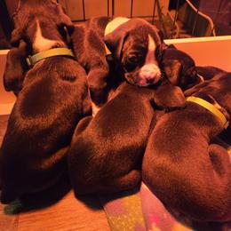 Boxer Puppies from Ashley Rhodes