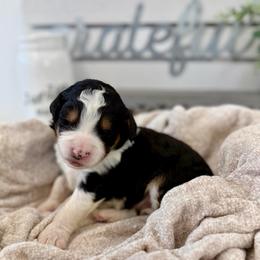 Mr. Compassionate - Tri-color male Bernedoodle puppy in Hegins, Pennsylvania from Bubbling Springs Doodles, LLC