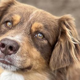 Banana - Australian Shepherd