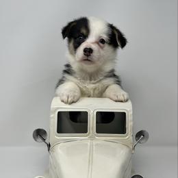 Neve - Black and tan female Pembroke Welsh Corgi puppy in Waco, Texas from The Comma Corgis