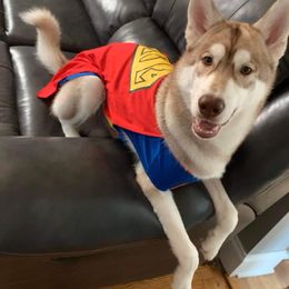 Siberian Husky Puppies from Star Blue Siberians