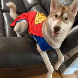 Siberian Husky Puppies from Star Blue Siberians